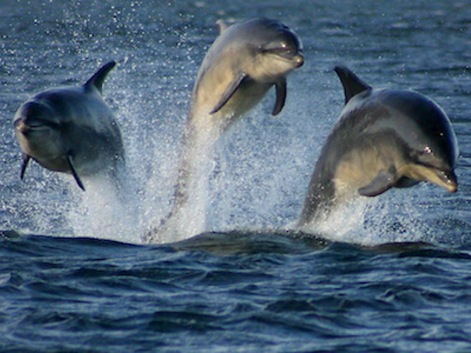 Tracking dolphins in Chesapeake Bay University of Maryland Center for